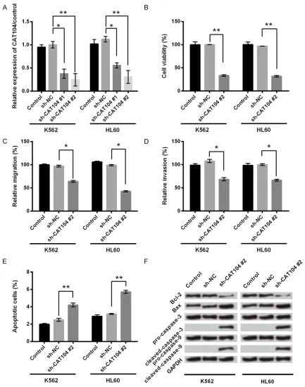Figure 2. Knockdown of CAT104 inhibited cell viability, migration and invasion and promoted cell apoptosis in K562 and HL60 cells