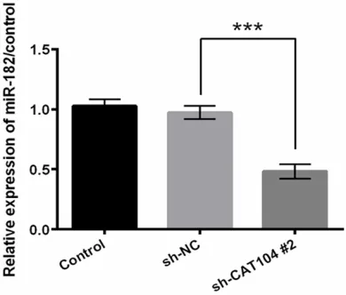 Figure 3. CAT104 affected the expression of miR-182. Expression level of miR-182 was measured by qRT-PCR in K562 and HL60 cells with or without transfection with sh-CAT104/sh-NC