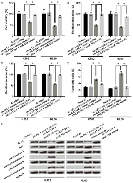 Figure 4. CAT104 silence inhibited cell viability, migration and invasion and promoted cell apoptosis in K562 and HL60 cells through regulating miR-182 expression