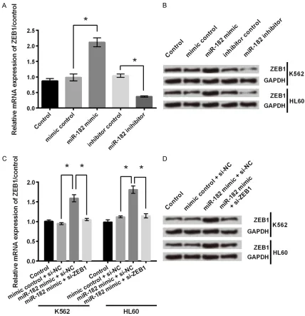 Figure 5. miR-182 regulated the ZEB1 expression in both mRNA and protein levels. ZEB1 expression level was de-termined by both (A) qRT-PCR and (B) western blot in K562 and HL60 cells transfected with mimic control, miR-182 mimic, inhibitor control or miR-1