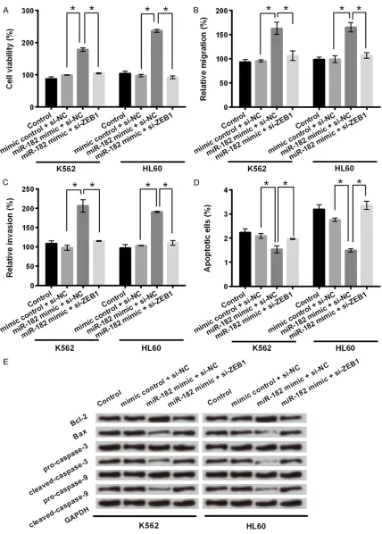 Figure 6. miR-182 affected cell viability, migration, invasion and apoptosis in K562 and HL60 cells through regu-lating ZEB1 expression