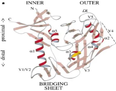 figure, this structure has been turned 180 degrees. Note the Figure 2.  Structure of gp120