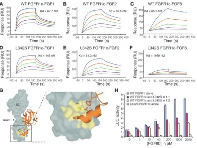 Figure 3The L342S mutation dramatically reduces affinity of FGFR1c for FGF8b, implicating decreased FGF8b/FGFR1c signaling in the etiology of KS/IHH