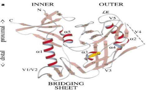 Figure 2.  Structure of gp120. In connection to past figure,  this structure has been turned 180 degrees