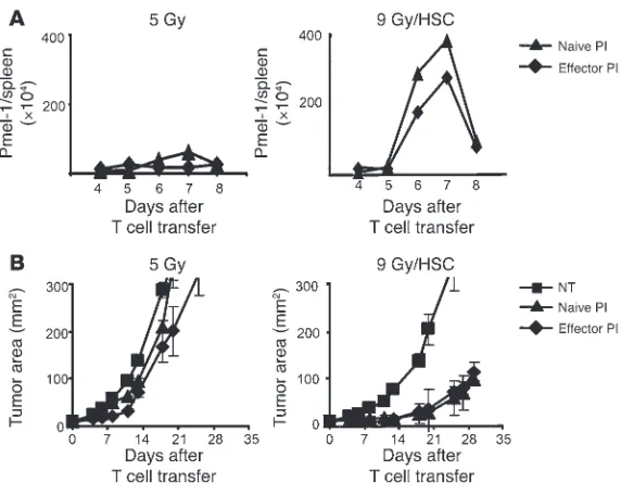 Figure 2HSCs drive the proliferation and antitumor activity of naive and effector pmel-1 