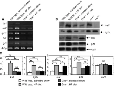 Figure 4Changes in gene expression levels in the islets of Gck+/– mice on the HF diet