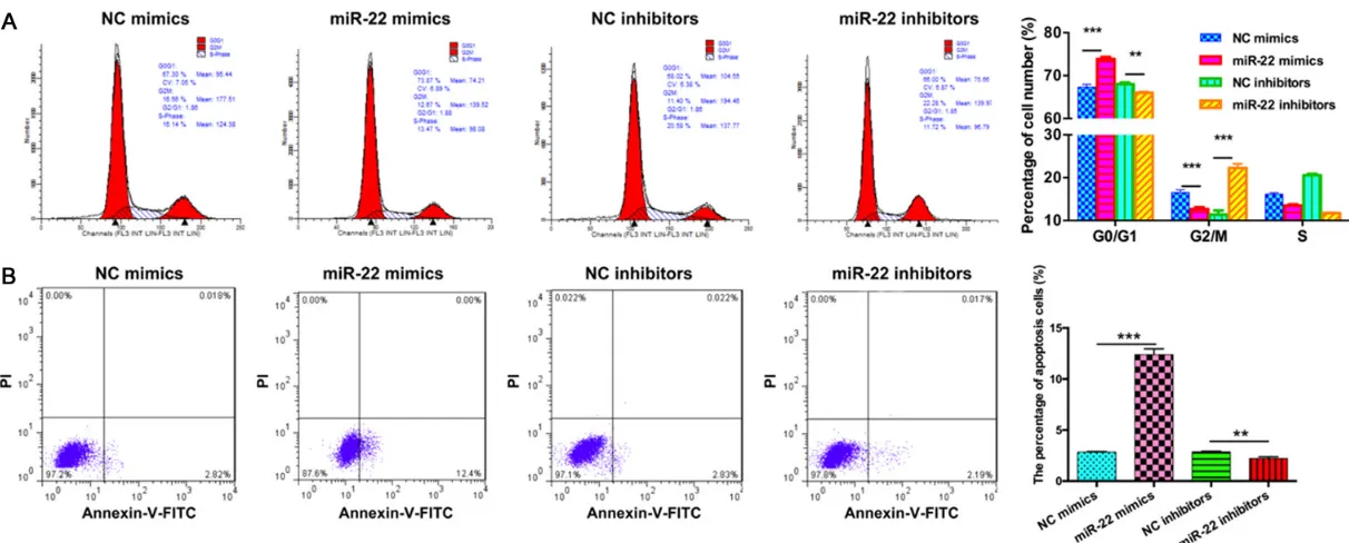 Figure 4. MiR-22 induced cell cycle arrest and promoted apoptosis in RCC cells. A: Cell cycle distribution was analyzed using flow cytometry with propidium iodide cells (**staining in Caki-1 cells (**P < 0.01, ***P < 0.001)
