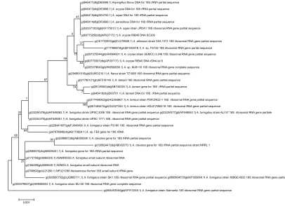Figure 2 Phylogenetic tree showing interrelationship of Aspergillus luteus (KF913249) with closely related species of Aspergillus sp