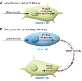 Figure 2In vivo versus ex vivo gene therapy. (are safe or whether they trigger adverse A) In vivo gene therapy is based on direct gene transfer effects such as leukemogenesis, as previously 