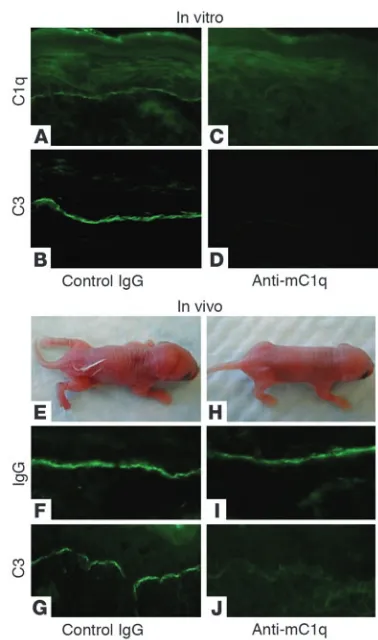 Figure 2C1q inhibition. (