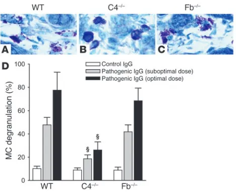Figure 4MC degranulation is impaired in C4–/– mice injected with pathogenic IgG. WT, C4–/–, and Fb–/– mice were injected with an optimal or subop-timal dose (2.64 or 2.0 mg/g body weight, respectively) of pathogenic anti-mBP180 IgG or with control IgG (2.6