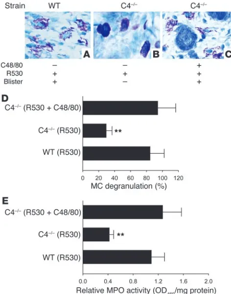 Figure 6Effect of MC degranulating agent on PMN infiltration and subepidermal 