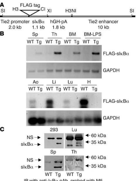 Figure 1Generation of transgenic mice. (