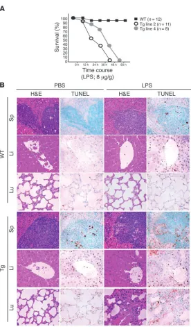 Figure 2Tie-Tg mice exhibit increased sensitivity to LPS-induced toxemia. (A) Transgenic mice (Tie-Tg lines 2 and 4) and littermate control WT mice were injected with LPS (8 μg/g, i.v.) and evaluated for survival by a Kaplan-Meier plot