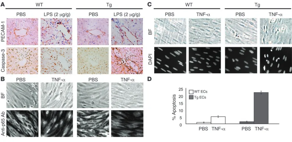 Figure 3Transgenic ECs exhibit enhanced apoptosis. (