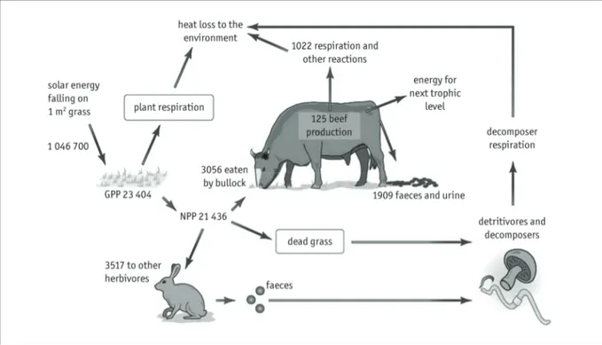 Figure 3 Diagram showing energy flow through a grazing food chain. Energy values are in kJ m −2  y −1 