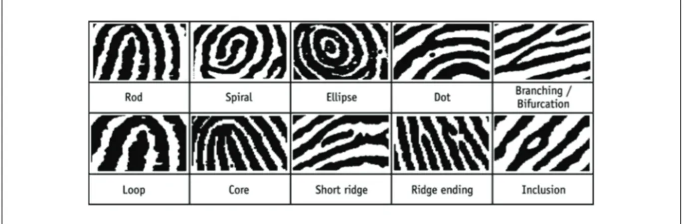 Figure 1 Fingerprint patterns. 