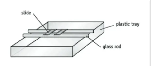 Figure 1 Microscope slide suspended on glass rods. 