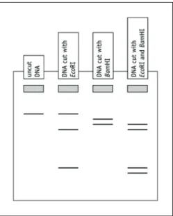 Figure 2 A gel produced from DNA cut  with EcoRI and BamHI. Grey rectangles  represent wells