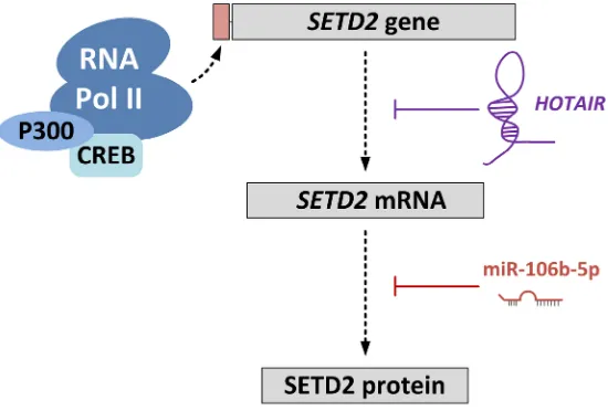 Figure 3: Regulation of SETD2 expression. The long non-coding RNA HOTAIR regulates SETD2 expression at the transcriptional level by competitively blocking loading of CREB-P300-RNA Pol II complex to the SETD2 promoter