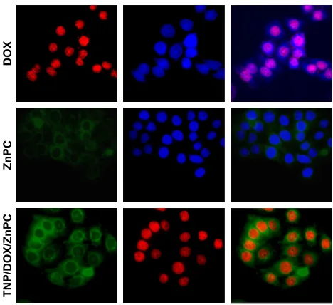 Figure 5B demonstrated that TNP/ZnPC under irradiation 