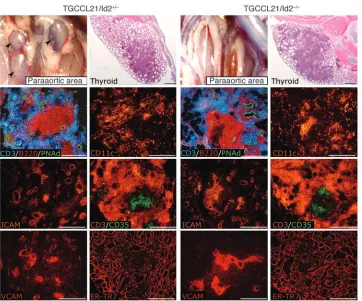 Figure 1CCL21-induced formation of lym-