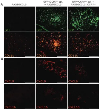 Figure 6CCR7 is required for the formation of 