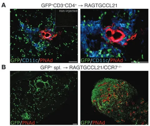 Figure 7CD3+CD4