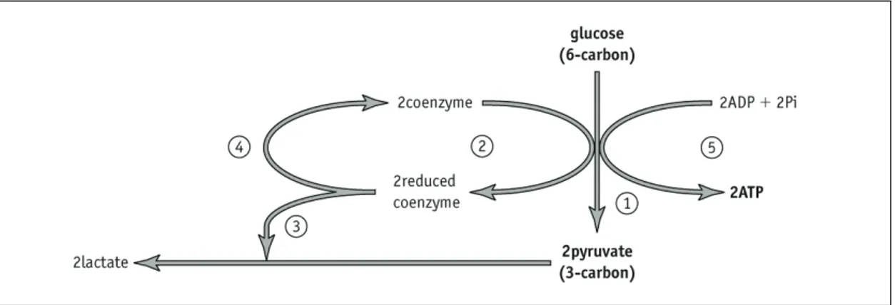 Figure 1 Simplified diagram of glycolysis. 