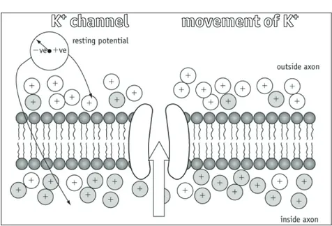 Figure 2 K +  diffusion produces a potential difference across the membrane. The membrane is polarised