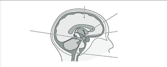 Figure 7 Functions of the brain regions. 