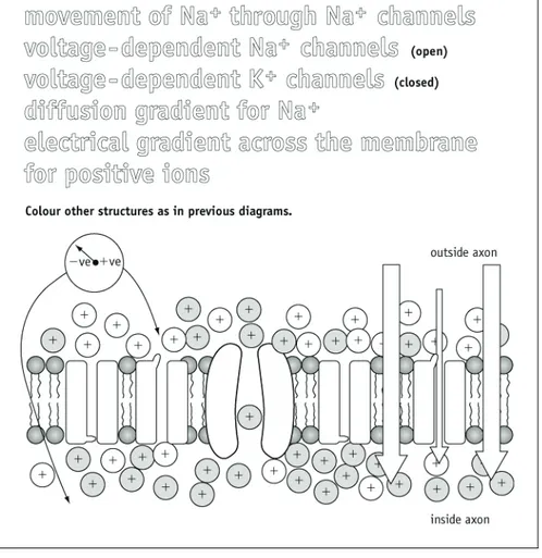 Figure 3 Movement of Na +  into the axon causes depolarisation of the membrane. 