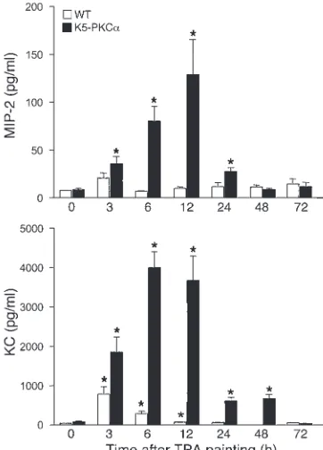 Figure 2K5-PKCα mice have increased circulating levels of MIP-2 and KC in response to TPA painting