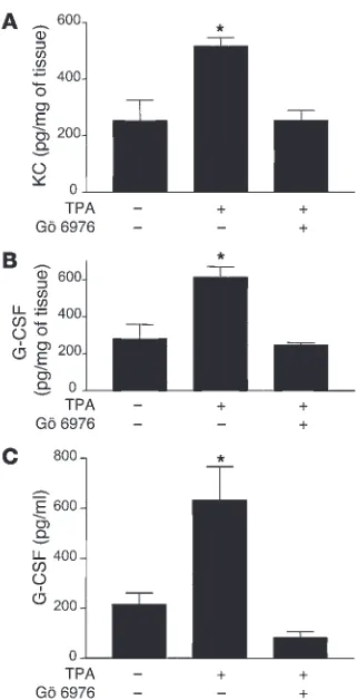 Figure 6Prevention of KC and G-CSF expression by the classical PKC inhibitor 