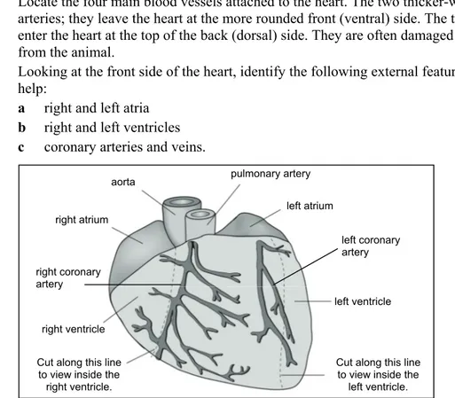 Figure 1 Ventral (front) view of the heart. The pulmonary vein and vena cava enter the atria on the dorsal  (back) side of the heart so are not visible on this diagram