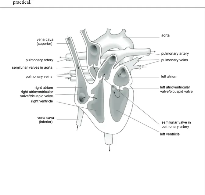 Figure 1 Vertical section of the heart showing direction of blood flow. 