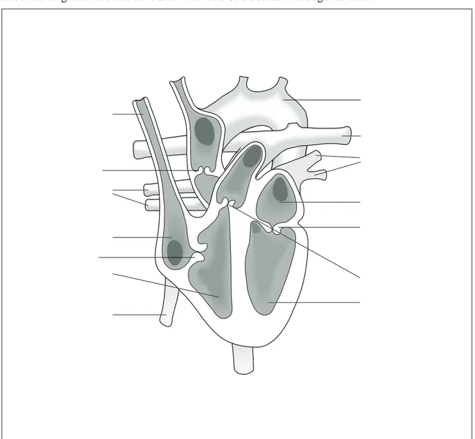 Figure 1 Vertical section of the heart. 