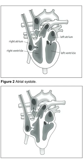 Figure 2 Atrial systole. 