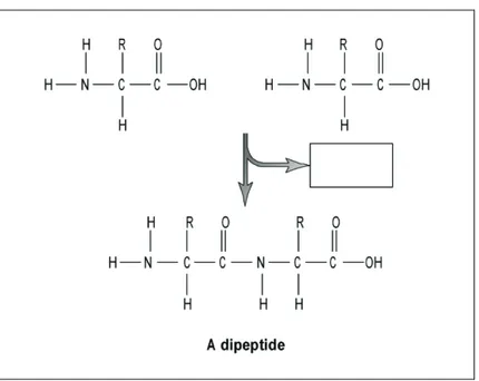 Figure 2 Formation of a dipeptide. 