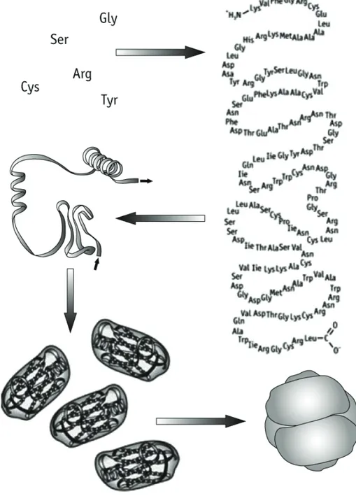Figure 4 Flowchart showing the making of a protein from amino acids. 