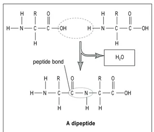 Figure 2 An amino acid when dissolved in water. 