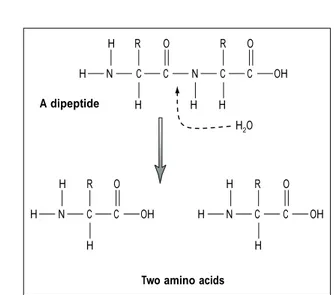 Figure 5 Flowchart showing the making of a protein from amino acids. 