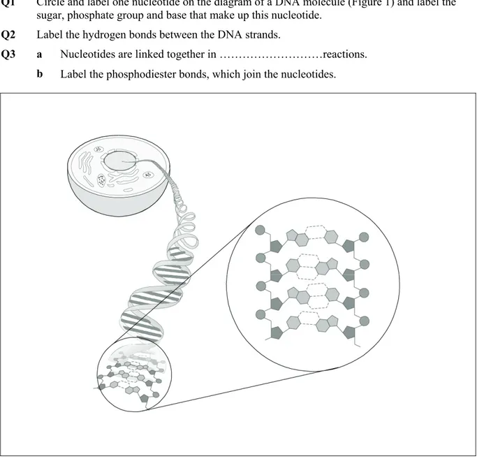 Figure 1 Diagram of a DNA molecule. 