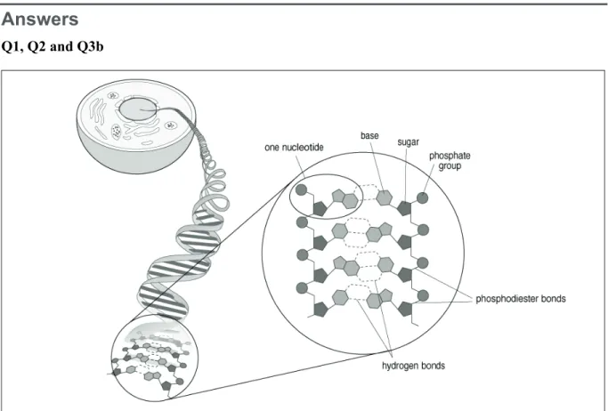 Figure 1 Diagram of a DNA molecule. 