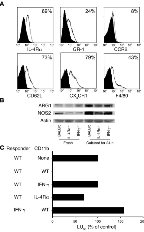 Figure 8Phenotypic and functional characterization of CD11b