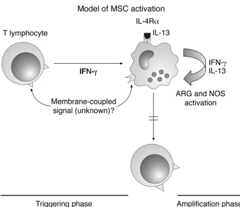 Figure 9Mechanisms of MSC-dependent suppression. In the “triggering phase,” T lymphocytes activated by exposure to the antigen release IFN-γ that, possibly in conjunction with a not yet identified membrane signal, activates inflammatory monocyte precursors