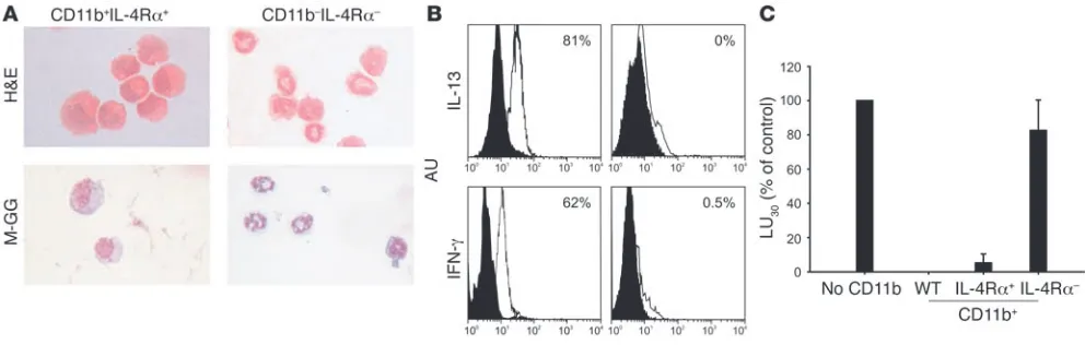 Figure 4Morphological and functional characterization of tumor-induced CD11b
