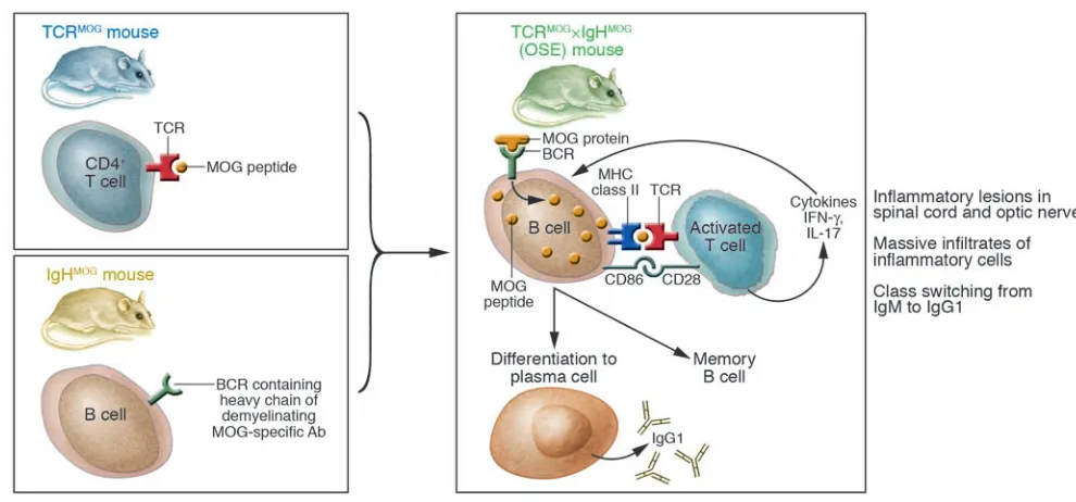 Figure 1A mighty mouse for MS research. In this issue of the JCI, 2 research groups developed double-transgenic mice (TCRMOG×IgHMOG mice, or OSE mice) expressing T and B cell receptors that recognize the same myelin protein, MOG (2, 3)