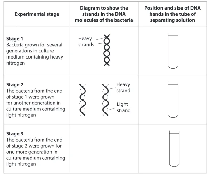 Diagram to show the  strands in the DNA  molecules of the bacteria