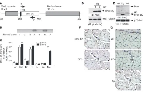 Figure 2EC-specific transgenic mice: specific expression of Bmx-SK in ECs driven by Tie-2 promoter